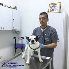 Veterinarian, veterinary, veterinary, veterinary surgeon. Centro Veterinario Cely Veterinaria En Buga
