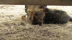 Afacan Yavru Kopek Babasi Ile Boyle Oynasti Animals Horses