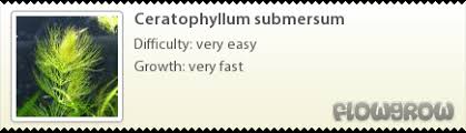 Image result for Ceratophyllum submersum