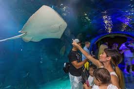 Sea Life Istanbul Akvaryum 2019 Giris Ucreti Acilis Saatleri Ulasim