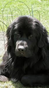 Wish I Was Swimming Newfoundlanddog Landseer Dog Newfoundland Puppies Puppy Face