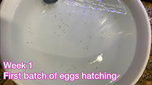 A particularly noteworthy example occurs in the season 2 episode the passenger. First Batch Of Goldfish Eggs Hatching Youtube