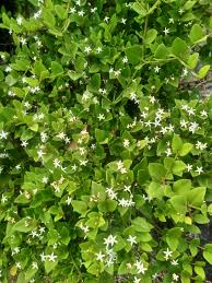 Image result for Toddalia crenulata