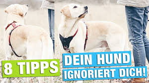 Ob der teich dem hund auch zum baden dient, entscheiden sie. Hund Draussen Beschaftigen Interessant Werden Hundetraining Hacks Youtube