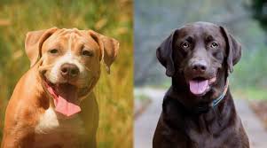 Stream tracks and playlists from pitbull on your desktop or mobile device. American Pitbull Terrier Vs Labrador Retriever Breed Comparison