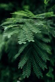 Image result for Acacia seyal