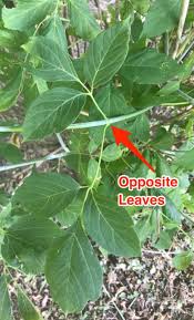 Ohiohealth explains ohio's itchiest plants. Poison Ivy Learn To Id And Stay Rash Free Health Wellness