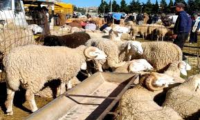 Nos moutons sont pré commandés par notre association dans plusieurs pays d´afrique et attendent paisiblement le jour de l´aid pour être sacrifiés. Aid El Adha Cherte Des Moutons Et Hesitation Des Acheteurs