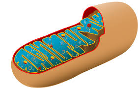 To know more about what is a cell, its definition, cell structure, types of cells, the discovery of cells, functions of cell or any other related topics, explore byju's biology. Mitochondria Animal Cell Definition