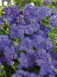 Rabbit resistant perennials by mary jane frogge, extension associate. Rabbit Resistant Plants Hgtv
