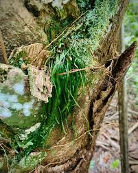 Image result for Vittaria