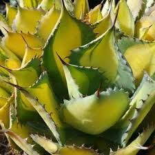 The standard plants form branch both basally and near the top of the stems. Planet Desert Cactus And Succulent Plants For Sale