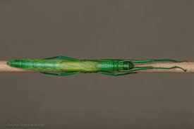 Image result for Mostuea batesii