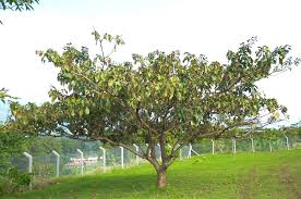 Image result for Cordia africana
