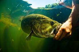 Bass Fishing 101 All Of Your Questions Answered In One Place