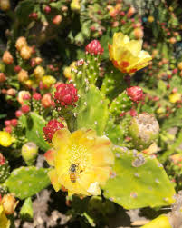 Image result for Opuntia monacantha