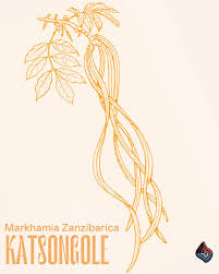 Image result for Markhamia zanzibarica