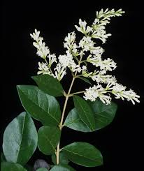 Image result for ligustrum ovalifolium