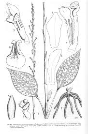 Image result for Manniella