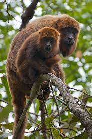 Pin On Primates En Espanol
