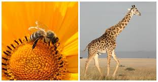 Humans Have Wiped Out 60 Of Animal Populations In The Past 48 Years In 2020 Destroyer Of Worlds Human World