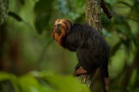 Endemic species are exemplified by animal and plant species that are unique to a defined endemic animals are animals found in a specific limited area. These Endemic Animal Species Are Found In Brazil Aventura Do Brasil