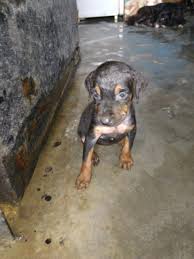 Find a dog find a cat find other pets. Abhishek Joshi On Twitter Rottweiler Puppy Abandoned At A Shelter Delhi Needs A Loving Foster Or Forever Home To Adopt Her Whatsapp 9899624824 Or Email Harry3797 Gmail Com Https T Co Mat65em7du No Breeders Please Rt