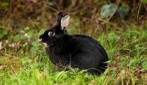 Increased weight interferes with normal activities and puts a rabbit at higher risk for many health determining the rabbit's ideal weight and the length of time necessary to achieve that goal will help. Complete List Of Black Rabbit Breeds Farmhouse Guide