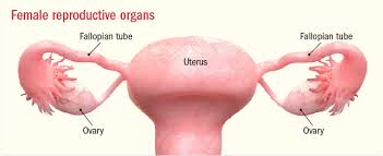 Will Removing Your Fallopian Tubes Reduce Your Risk Of Ovarian Cancer Harvard Health