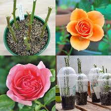 Having cut flowers in the house creates a festive atmosphere. Grow Roses From Cuttings 2 Best Ways To Propagate A Piece Of Rainbow