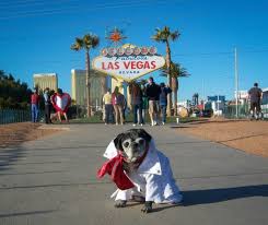 (fupi) is a nonprofit organization dedicated to the rescue of domesticated animals that have been abused and/or abandoned by their owners as a result of economic hardship, including home foreclosure, loss of employment, Hit The Strip With Your Pup Pet Friendly Places In Las Vegas Animal Fair