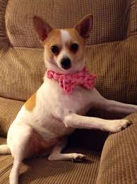 Black And Brown Rat Terrier Chihuahua Mix Chihuahua Jack Russell Terrier Mix This Is Princess My Almost 2 Year Old Baby Girl Crazy Dog Chi Dog Jack Russell