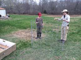 Protecting fruit trees from deer. Contraption For Rolling Cattle Panels Into Free Standing Tree Protection General Fruit Growing Growing Fruit