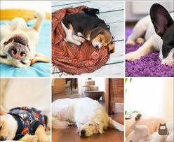 Why do dogs sleep in weird positions? Dog Sleeping Positions And What They Mean Find Out Here