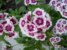 This african daisy looks right at home among annual plants. The Complete Guide To Growing Annual Flowers