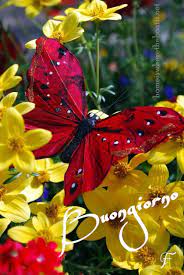 La vendita online di piante e fiori non ha stagionalità, le spedizioni avvengono tutto l'anno senza problemi e con una consegna garantita in due giorni lavorativi. Immagini Buongiorno Fiori E Farfalle