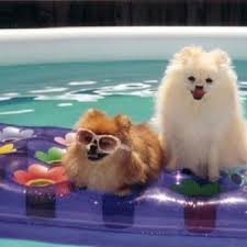 Pom In A Pool Pets Pomeranian Puppy Cute Animals