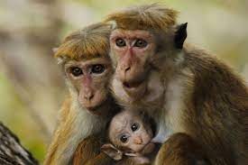 Monkey Family By Amanda Jungledragon Monkey Animal Pictures Primates