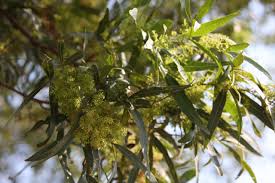 Image result for Searsia lancea