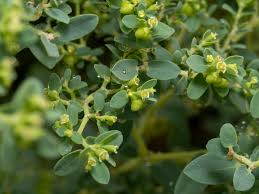 Image result for Euphorbia zambesiana