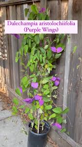 Image result for Dalechampia