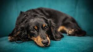 Mimpi anjing bisa menandakan kebaikan dan keburukan. Arti Mimpi Digigit Anjing Hitam Besar Sebaiknya Hati Hati Dan Waspada Tribun Jogja