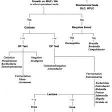 Pin By Sa On Micro 169443736044 Bacteria Test Flow Chart