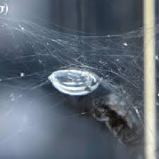 The reason for this adaptation may be the tough competition on land and the presence of terrestrial predators. Water Spider Argyroneta Aquatica During The Building Process Of Its Download Scientific Diagram
