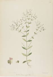 Image result for Canscora diffusa