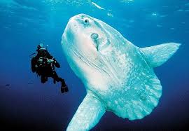 Pictured The Incredible Secret World At The Bottom Of The Sea Ocean Creatures Sea Creatures Large Animals