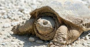 While we are unable to provide a means to identify all 300 turtles currently living, we have provided identification methods for the most popular turtles in the world. Snapping Turtle Facts All Turtles