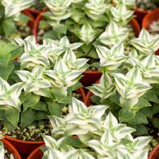 Image result for Albuca kirkii