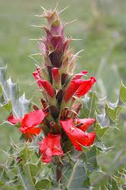 Image result for Acanthus