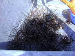 Contdict.com > malay english online translator. Tayum Landak Laut Exotic Sabah Food